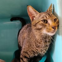 FERRERO QCT, chat à adopter