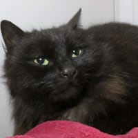 BLEUTEE, chatte à adopter