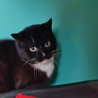 KATLA QCT, chatte à adopter