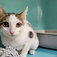 cloud, chat à adopter