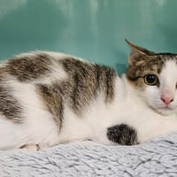 storm, chat à adopter