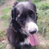 PI, chienne à adopter