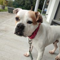 OMNESIA QCN, chienne à adopter