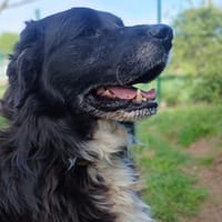 PACH, chien à adopter