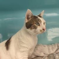 Lili, chatte à adopter