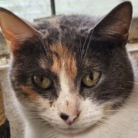CAMELIA, chatte à adopter