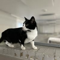 HATARI (réservée), chatte à adopter