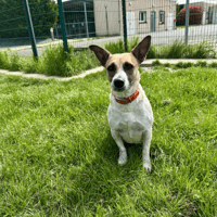 COQUILLAGE, chienne à adopter