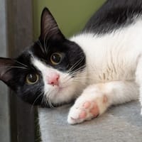 SMURFE A17347, chatte à adopter