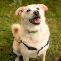 Max, chien à adopter