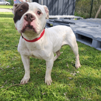 VASCO, chien à adopter