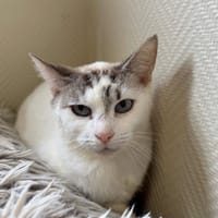 OLLIE A17390, chatte à adopter