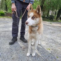 Tekoa, chienne à adopter
