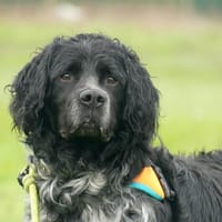 BERLIOZ, chien à adopter