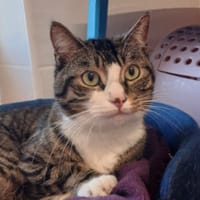 GRIZOU, chat à adopter