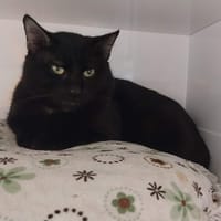 MYSTIC, chat à adopter