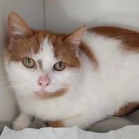 ELOWYN, chatte à adopter