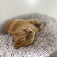 SMOOTHIE  A17339, chat à adopter