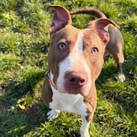 SYLVIA, chienne à adopter