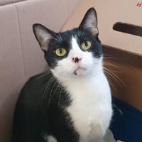 TACHE CHA, chat à adopter