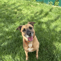 VALDI, chienne à adopter