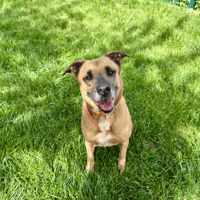 VALDI, chienne à adopter