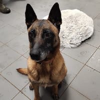 XENA, chienne à adopter