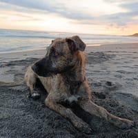 BAGUIE, chienne à adopter