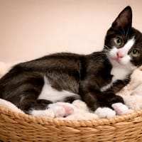 PHOENIX, chat à adopter