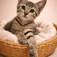 ZYRA, chatte à adopter