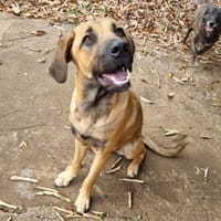 ATHENA, chienne à adopter