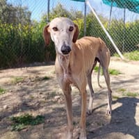 FIDI, chien à adopter