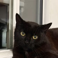 violine, chatte à adopter