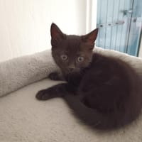 Altesse de Crépy, chatte à adopter
