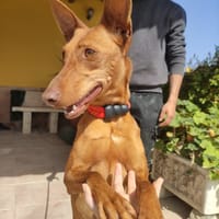PIPA (Maria), chien à adopter