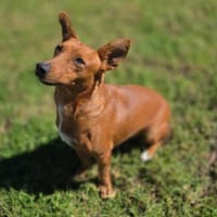 PEPA (Maria), chienne à adopter