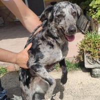 LUNA (Maria), chienne à adopter