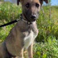 LOBITO (Animalea), chien à adopter