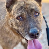 JAGUER (Maria), chien à adopter