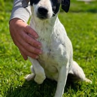 FLOR (Maria), chienne à adopter