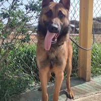 CHUSKY (Maria), chien à adopter