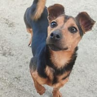 BUNKER (Maria), chien à adopter