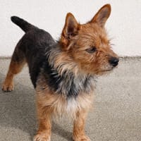 Timy, chien à adopter