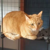 CHARLY, chat à adopter