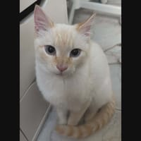 MILO, chat à adopter