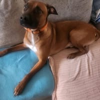 SIMBA, chien à adopter