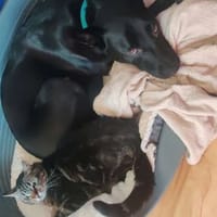 SPIKE, chien à adopter