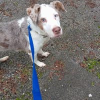 LOLA, chienne à adopter