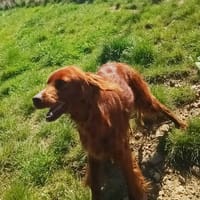 SABA, chienne à adopter