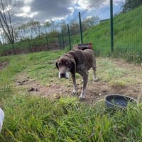 CALINE, chienne à adopter